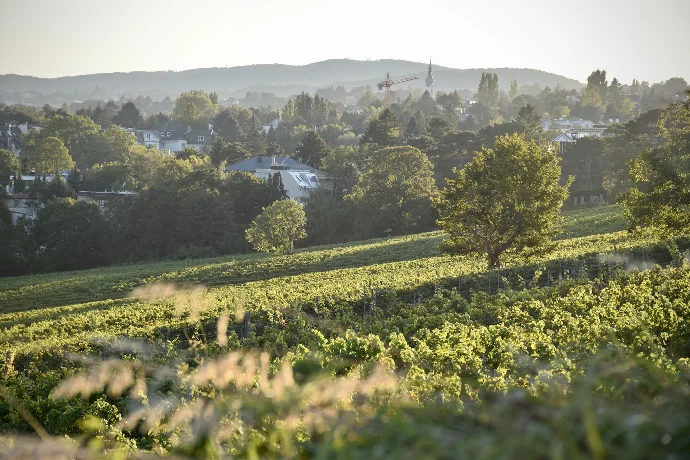 a field with trees and houses in the background